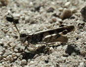 Zayante band-winged grasshopper