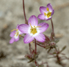 common linanthus (Linanthus parviflorus)